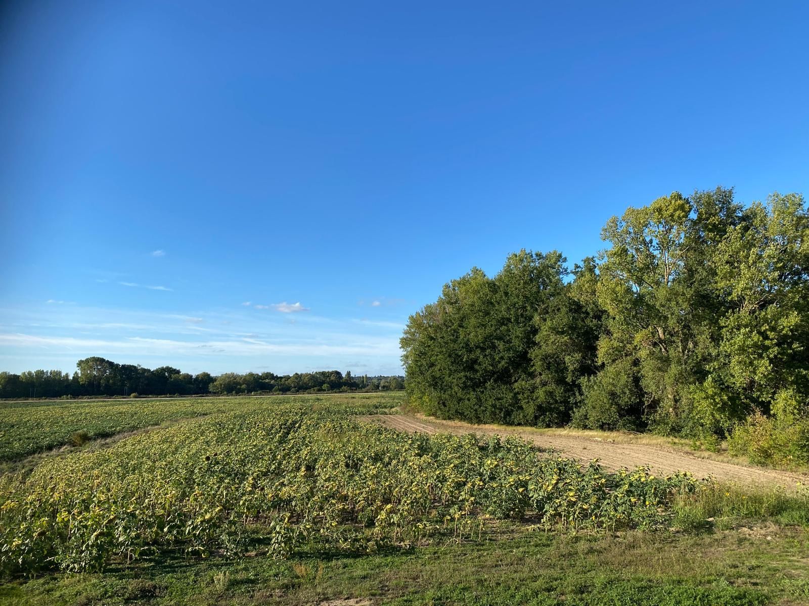 maison 6 Pièces en vente sur Savonnières (37510)