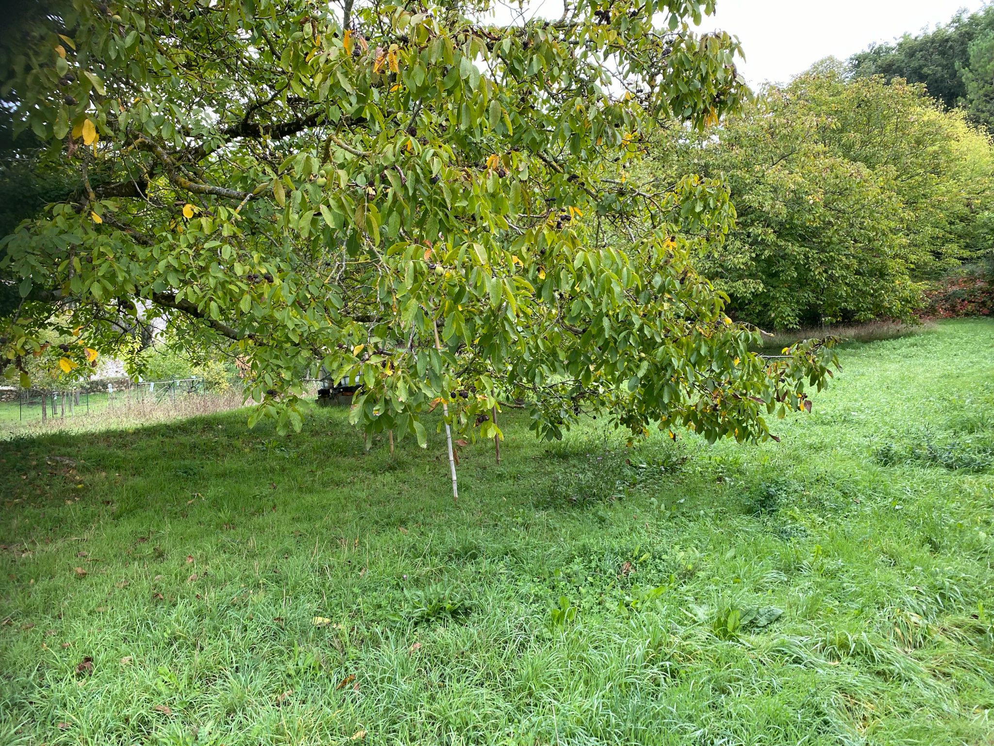 maison 4 Pièces en vente sur Panzoult (37220)