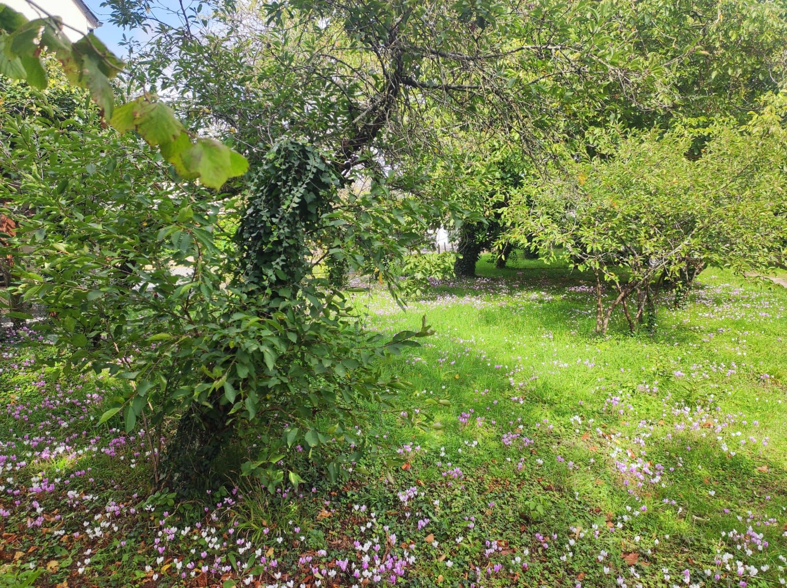 terrain en vente sur Sorigny (37250)