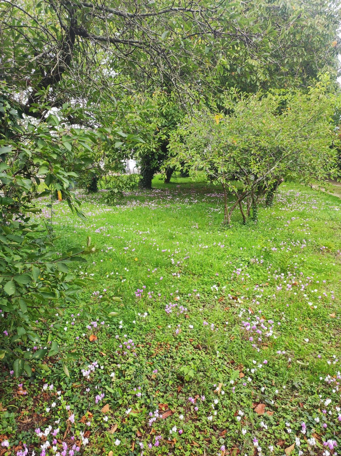 terrain en vente sur Sorigny (37250)