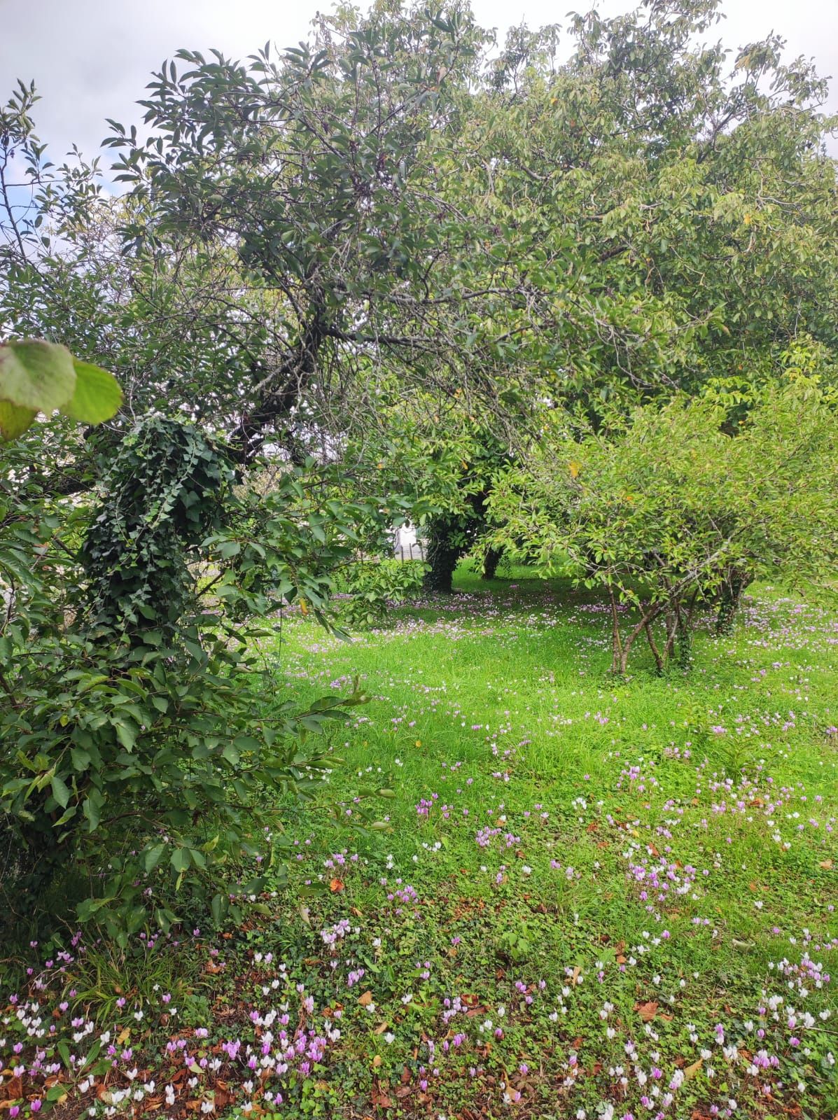 terrain en vente sur Sorigny (37250)